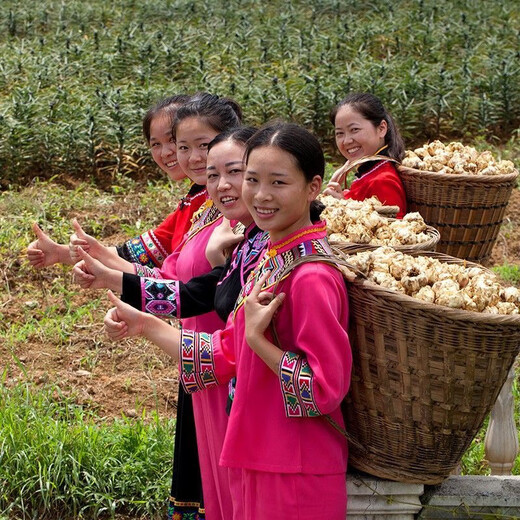 1052 pieces in 30 days Lily seeds Dragon bud Lily Dragon West lily seeds Dragon tooth lily seeds About 1 cm in size 200 seeds Black seeds