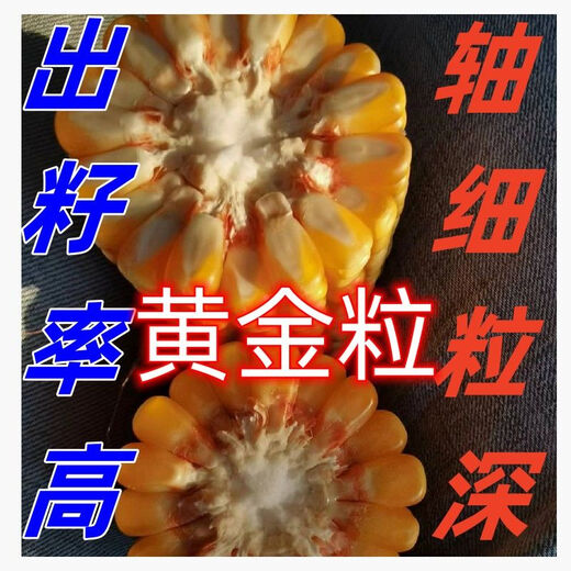 
New species, double-national review, Beijing Agricultural Sciences, 728 early maturity, high temperature, dense and dense high yield, corn species, short rod, red shaft corn seeds, Beijing Agricultural Sciences, 728 corn species [4500 grains] 1 bag