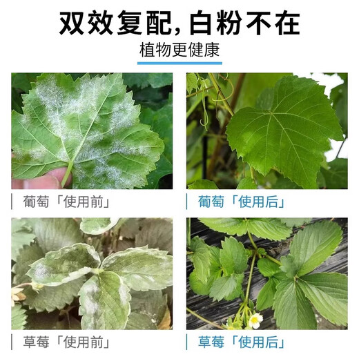 Guoguang Jingmu 30% Hexaconazole Alcohol Pesticide Fungicide for Vegetables, Flowers, Seedlings, Fruit Trees Powdery Mildew 100ml