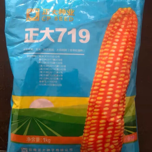 正大719玉米种大田春夏播白轴杂交玉米种抗倒矮杆玉米高产玉米种 散称一斤