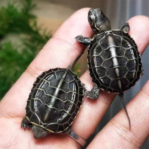 Fresh golden-threaded tortoise, live small turtle, longevity turtle in outer pond, pet water turtle, golden-threaded turtle, live turtle, ink turtle, tortoise seedling, fine ink turtle 3-4 cm (1 piece)