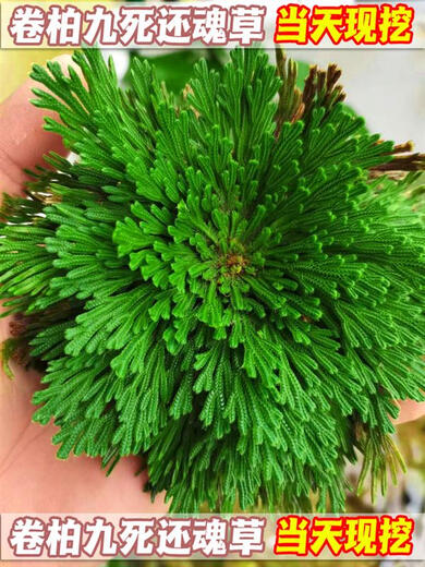 Shantou Lincun Selaginella nine-dead resurrection grass desktop flowers and plants bonsai potted rockery combination absorbent stone calamus orchid. The whole nest of about 9 to 11 heads is dug on the same day. Pallets are not included.