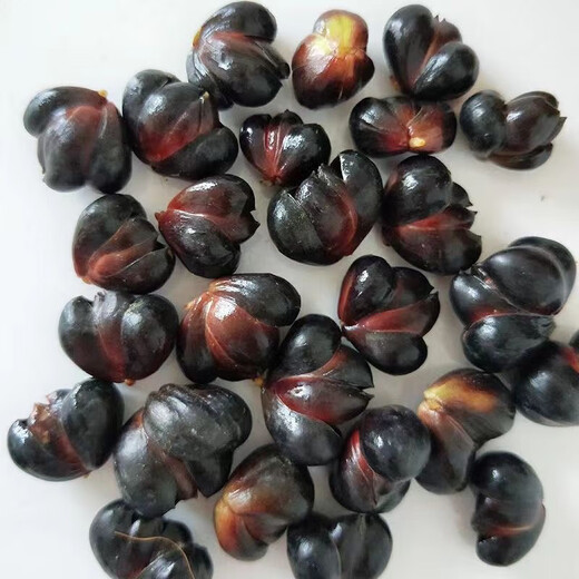 1052 pieces in 30 days Lily seeds Dragon bud Lily Dragon West lily seeds Dragon tooth lily seeds About 1 cm in size 200 seeds Black seeds