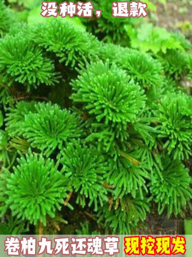 Shantou Lincun Selaginella nine-dead resurrection grass desktop flowers and plants bonsai potted rockery combination absorbent stone calamus orchid. The whole nest of about 9 to 11 heads is dug on the same day. Pallets are not included.