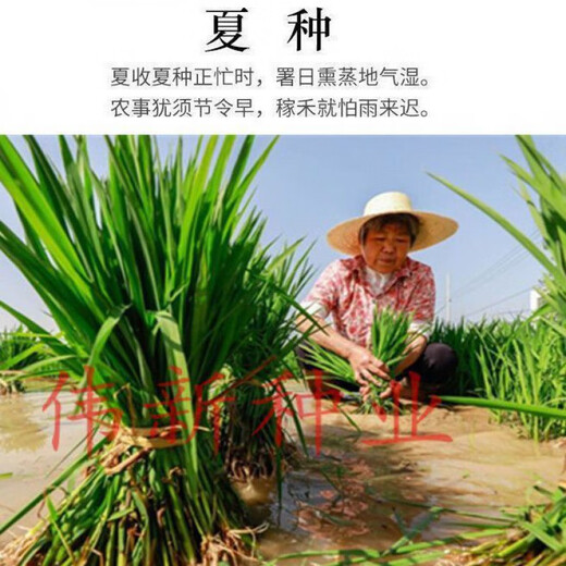Authentic and delicious rice seeds that can be planted, upland rice seeds, dry valley fragrant rice, upland rice seeds, glutinous rice seeds, national approval, live broadcast glutinous rice seeds, dry land cultivation, bulk name, simple packaging, 1Jin, Jin is equal to 0.5kg, 500g