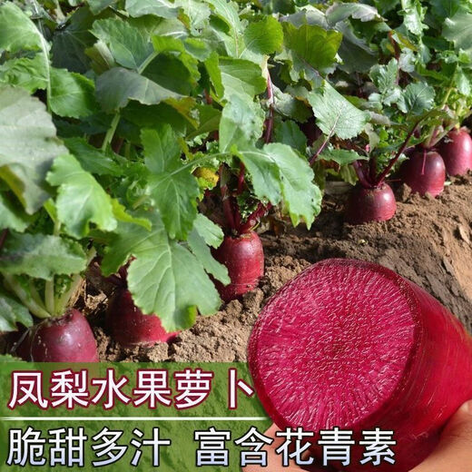 鲜木凤梨水果萝卜种子生吃紫美人萝卜胭脂萝卜籽夏季四季蔬菜种子大全 精品原装[1098粒]五包