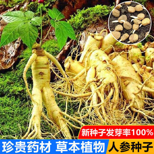 Changbai Mountain ginseng seeds, wild ginseng seeds, easy to grow Chinese medicinal materials in all seasons, easy to live indoor flower pots, ginseng seeds shipped without buds, big sale, 2 bags selected, about 104 capsules