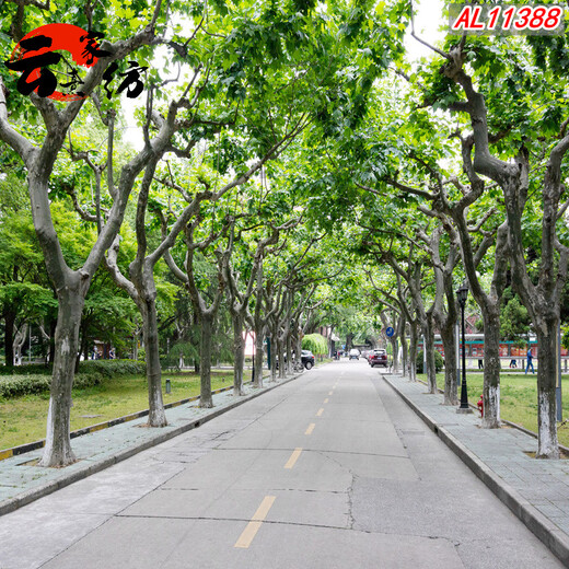 直播背景墙感主播间背景布公园树木林荫道路 荧光黄 11149下拉选尺寸 1.5x2m