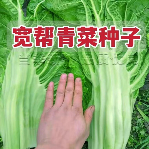 Sichuan Kuanbang green vegetable seeds, pickled pickles, sauerkraut, pickles, medium-ripe large-leaf autumn vegetable seeds, hot product impulse, Kuanbang green vegetable seeds, new this year, RNG9 original factory, 1 pack of about 800 seeds