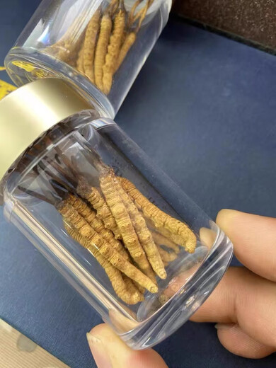 尔娅贝正宗头茬冬虫夏草洁净大只真品鲜虫草2025年精选干货虫草 20根大号高档压克力瓶装