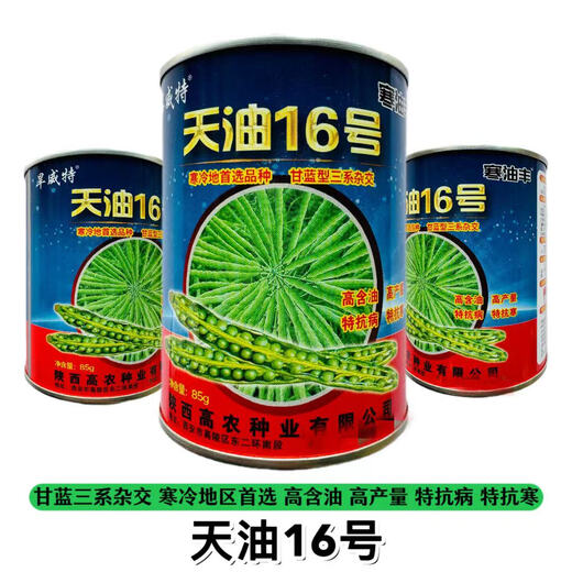 苏瑞矮杆甘蓝型油菜种子仁禾矮油1568抗病高产抗寒抗病抗旱含油量高 天油16   原装85克(寒旱首选)