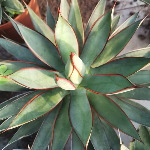 
Agave Taki Lei Succulent potted plants indoor and outdoor office garden flowers landscape green plants sandy plants Taki Lei Lei Agave 10-12