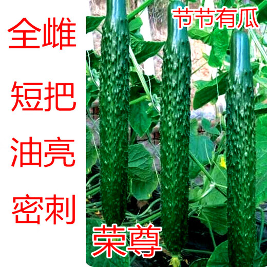 All-female cucumber seeds, oily and bright cucumber seeds with green flesh, imported from the Netherlands, disease-resistant and high-yielding Rongzun, all-female cucumbers Rongzun 20 capsules