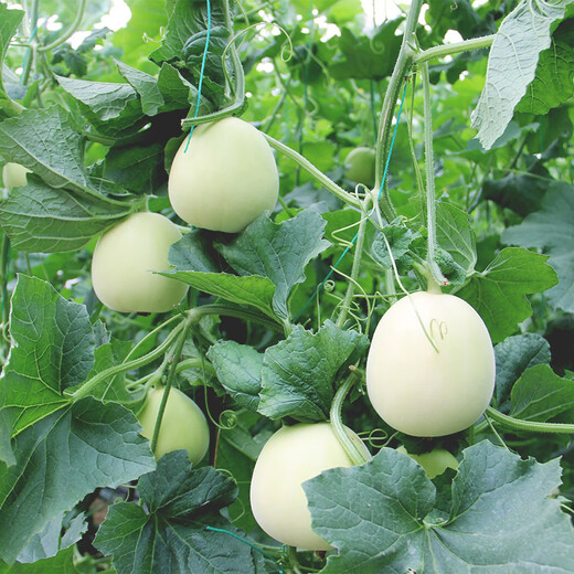 Zhongke Maohua white-skinned melon seeds Jingmi No. 1 early-maturing melon seeds hybrid thin-skinned white melon seeds fruit seeds Jingmi No. 1 melon seeds 600 capsules