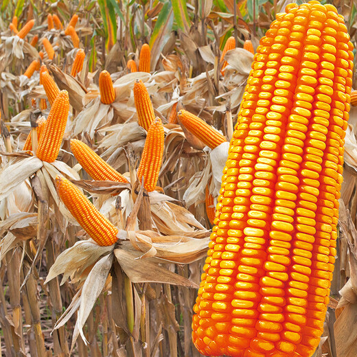 Beishu official authentic corn seeds produce tall and short big sticks, drought and lodging resistance, Zhengdan 958 national approved feed, Sichuan hybrid, Beishu selected Zhengdan 958 corn seeds, a total of 4Jin, Jin is equal to 0.5kg (1 mu of land)