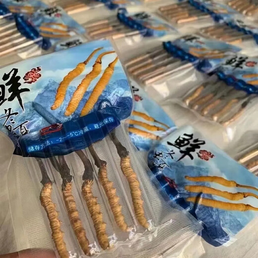 新鲜冬虫夏草2025年头期虫草正品领导高海拔送礼正宗鲜虫草过节 1.0-1.2克/根   10根鲜虫草 冬虫夏草  顺丰发货