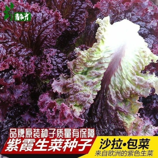 Purple leaf lettuce seeds, salad seeds, four-season planting, cold and heat resistant garden field vegetable seeds, rapeseed seeds, the best original purple leaf lettuce seeds () 1 pack, about 1600 seeds