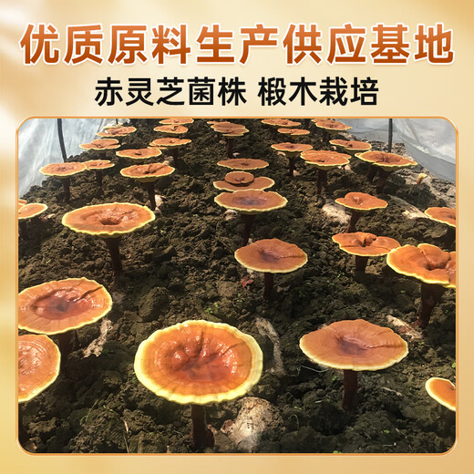 
Fuyuankang Ganoderma lucidum spore oil soft capsule Changbaishan broken wall Ganoderma lucidum spore powder extraction Enhance immunity High content [Buy 3 get 1 free] Spore oil 100 particles*3 bottles