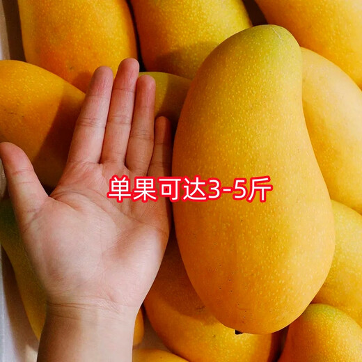 New varieties of Thai seedless mango saplings, seedless grafted mango seedlings, planted in four seasons, cold-resistant and extra large in the same year, 81cm (inclusive) - 110cm (inclusive), 4-year seedlings (full of results)