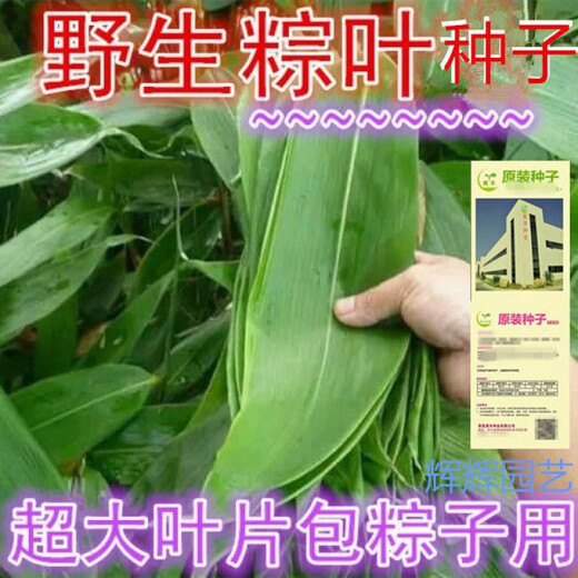 Large leaves for wrapping rice dumplings, rice dumpling seedlings, bamboo leaf seedlings, wild rice dumpling seed seedlings, bamboo leaf seedlings, garden plants, rice dumpling seeds 500 capsules/pack+