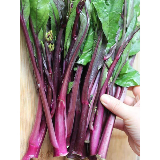 红菜苔种子】正宗红菜心紫红超长油菜苔籽四季种蔬菜种子 红菜苔种子 优选良种4包约800粒
