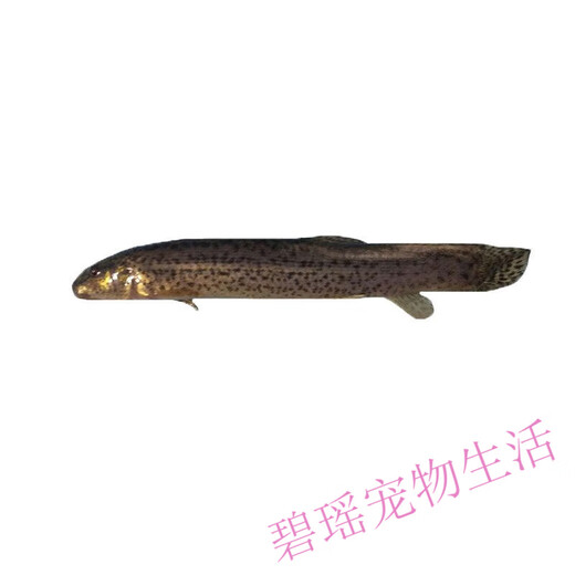 Loach fresh bait Taiwanese loach fishing Luya fish turtle ornamental fish ball loach aquarium live feed feed 1-3cm loach 10,000 + 10 damage prevention [recommended
