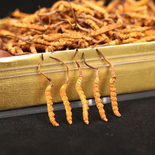 Eryabe [Official Store Special] [Select Cordyceps gift box for best gifts (Specifications 3-4 roots/Select Cordyceps [20 roots gift box] Get 5 roots
