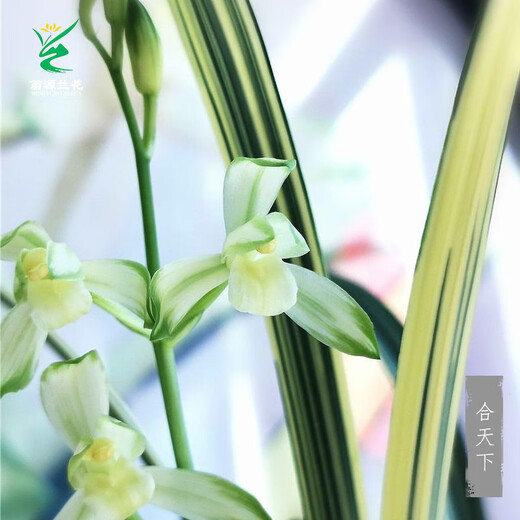 Wengyuan Orchid Jianlan Hetianxia Yehua Double Art Lotus-shaped Plain Heart Ceiling High-grade Xiangyi Precious Resource Grass Hetianxia 3 Seedlings Large and Strong Seedlings Bloom in the Year