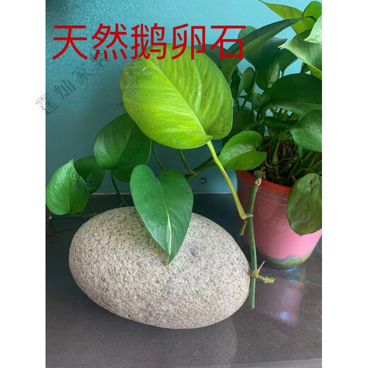 定制大圆鹅卵石风水摆件天然石春大号石头天然原石白色鹅软石镇宅 石来运转1517厘米可视频挑选