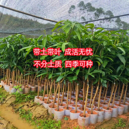 New varieties of Thai seedless mango saplings, seedless grafted mango seedlings, planted in four seasons, cold-resistant and extra large in the same year, 81cm (inclusive) - 110cm (inclusive), 4-year seedlings (full of results)