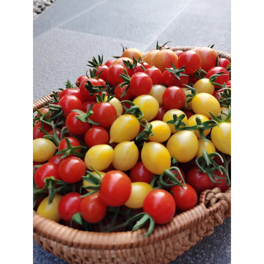 Imported Sweet Million Sweet Appetizer Small Cherry Cherry Tomato Large Tomato Dwarf Tomato Seeds American Super Sweet Millennium 20-30 F1 F1 High Yield