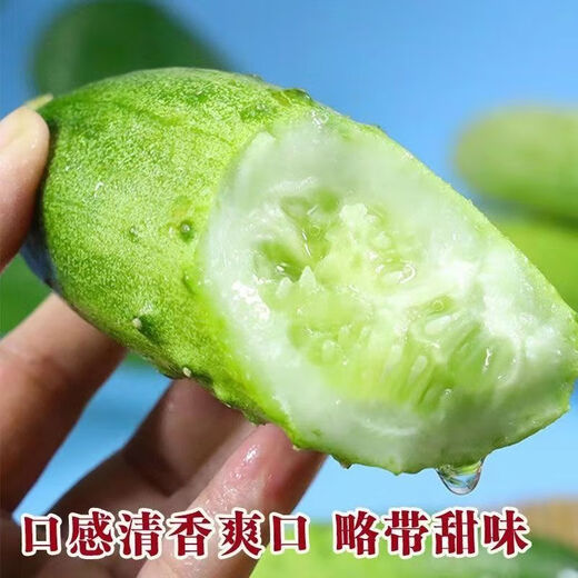 No scaffolding, fruit cucumber seeds crawling all over the floor, four-season courtyard balcony potted cucumber seeds, vegetable seeds, original, fruit cucumber seeds crawling all over the floor, selected two packs, about 111 grains + Song fertilizer