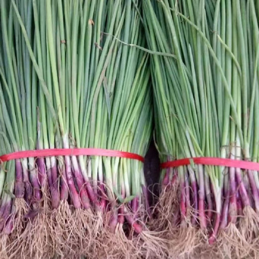 Purple-skinned onion seedlings, fruit red-skinned onion seedlings, vegetable seedlings for garden planting in all seasons, 50 purple-skinned fruit onion seedlings, high-yielding purple-skinned fruit onion seedlings