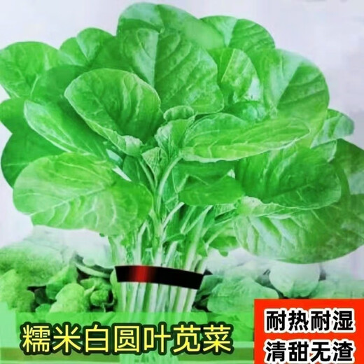 Big round leaf glutinous rice, amaranth, green leaf, amaranth, four seasons, farm vegetables, green seeds, amaranth #(picked and long)* White round leaf amaranth, exquisite 3 packs [sweet, tender and refreshing] about 16,805 capsules
