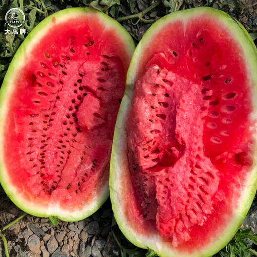Dayu Xinong No. 8 Watermelon Seed Extra Large Watermelon Seed Selenium Sand Melon is suitable for early maturing fruit seeds in the north and south. Kenong No. 9 Extra Large Watermelon Seed 20 capsules