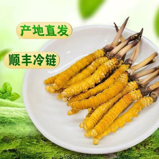 2025 frischer Cordyceps sinensis obere Periode ausgewählt frisch cordyceps Jedes frische Cordyceps in Tibet hat 0,6 Gramm 80 Stücke gepackt