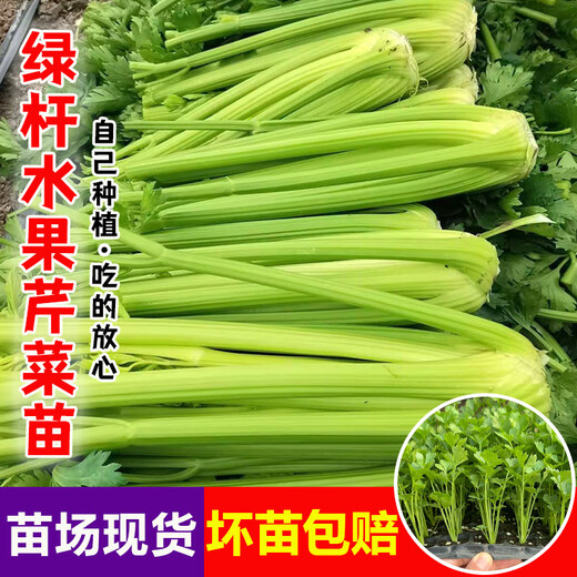 Store hot-selling green stem lambada fruit celery seedlings spring and autumn four seasons balcony potted small red parsley root green stem lambada fruit celery seedlings 40 + 10 trees