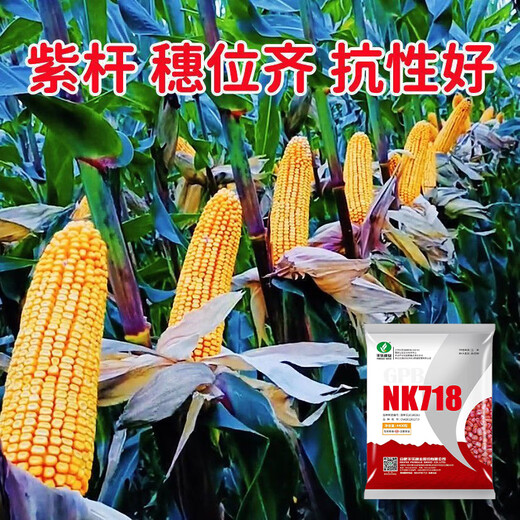 穗益满NK718双棒国审玉米种子大全非转基因矮杆大棒苞米种大紫杆苞谷 NK718 升级抗锈版 【4斤装】种植1.2亩
