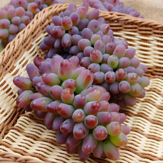Grape seeds potted fruit tree seeds grape balcony fruit seeds grape tree raisin planting Goldfinger grape seeds 28 capsules p