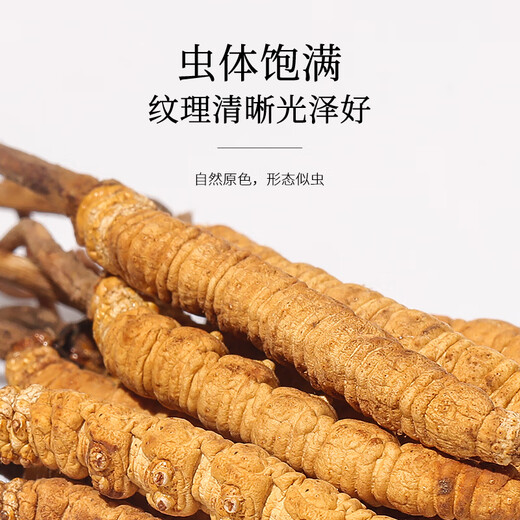 Fudonghai cordycep