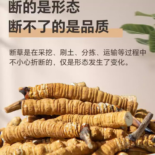 Cordyceps sinensis gebrochenes Gras authentisch Cordyceps Tibetanische Fläche hochgelegtes Gras Frisch getrocknetes Cordyceps großes gebrochenes Gras 1 Gramm Broken Cordyceps [Authentische tibetische Fläche mittelgroße Höhe]