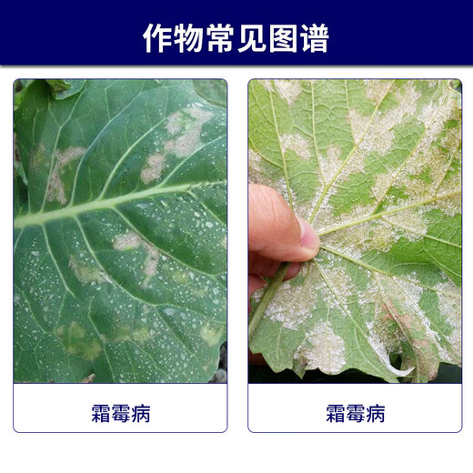 Syngenta Wingselect 60% Pyraclostrobin Daisenlian Cucumber and Broccoli Downy Mildew Pesticide and Fungicide 100g*1 bag