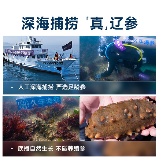 Jiunian Dalian ready-to-eat sea cucumber OCC3Jin Jin equal to 0.5kg 15-21 pieces individually wrapped gift box Liao sea cucumber seafood gift box