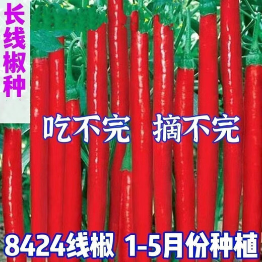 This year's new spicy long-line pepper seeds Erjingtiao 8819 line pepper seeds are planted in spring and autumn. About 400 carefully selected seeds 8819 line pepper seeds