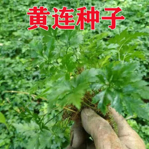 Premium Coptis Seeds, Chinese Medicinal Coptidis Seeds, Chicken Claw Seeds, Coptis Seeds, New Seeds, 500 capsules
