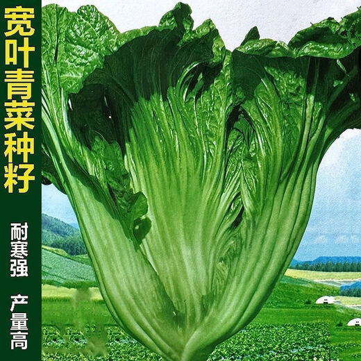 Sichuan Kuanbang green vegetable seeds, pickled pickles, sauerkraut, pickles, medium-ripe large-leaf autumn vegetable seeds, hot product impulse, Kuanbang green vegetable seeds, new this year, RNG9 original factory, 1 pack of about 800 seeds