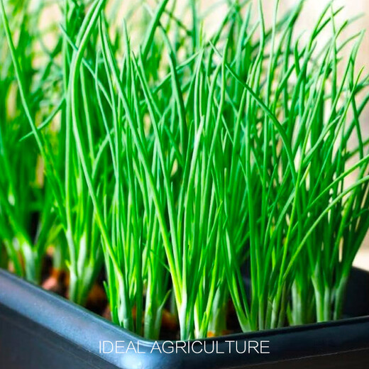 Ldeal ideal agriculture four-season shallot seeds balcony potted vegetable seeds shallot seeds about 1500 capsules