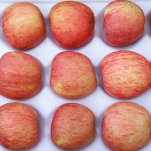 Jingxiansheng Shandong Yantai Red Fuji Apple Net weight 9Jin Jin is equal to 0.5kg Fruit diameter 80mm+ Fresh fruit Straight from the source