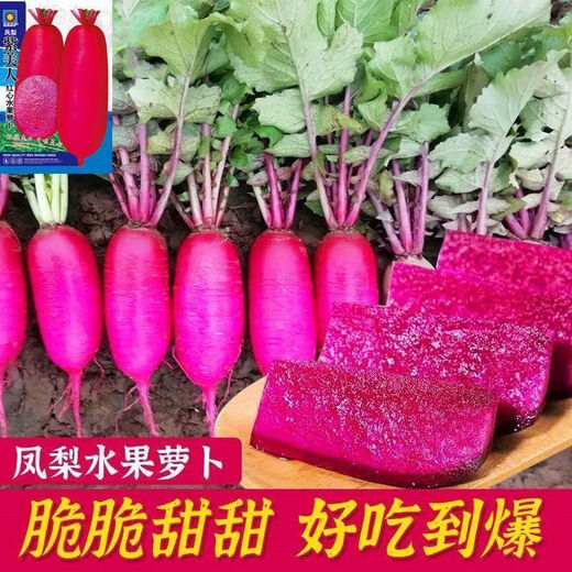 鲜木凤梨水果萝卜种子生吃紫美人萝卜胭脂萝卜籽夏季四季蔬菜种子大全 精品原装[1098粒]五包