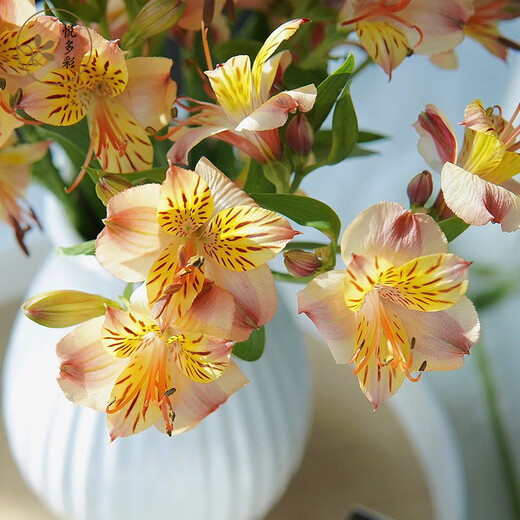 Yue Colorful Imperial Flower Princess Flower Amaryllis Flower Express Yunnan Base Straight Hair Hydroponic Fresh Cut Flowers for Girlfriends and Best Friends Narcissus Lily (Alstroemeria) 9-10 Branches